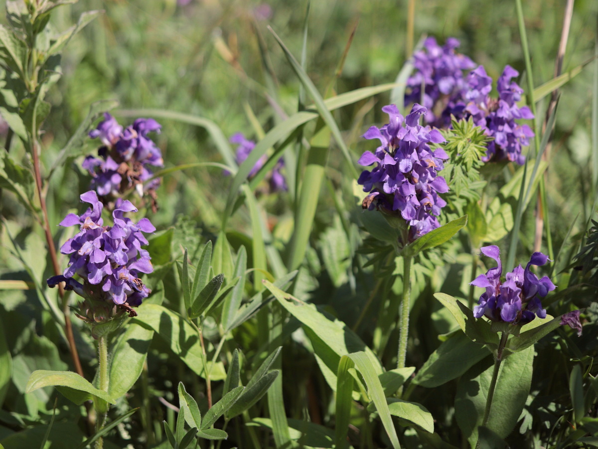 Изображение особи Prunella grandiflora.