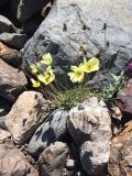 Papaver pseudocanescens