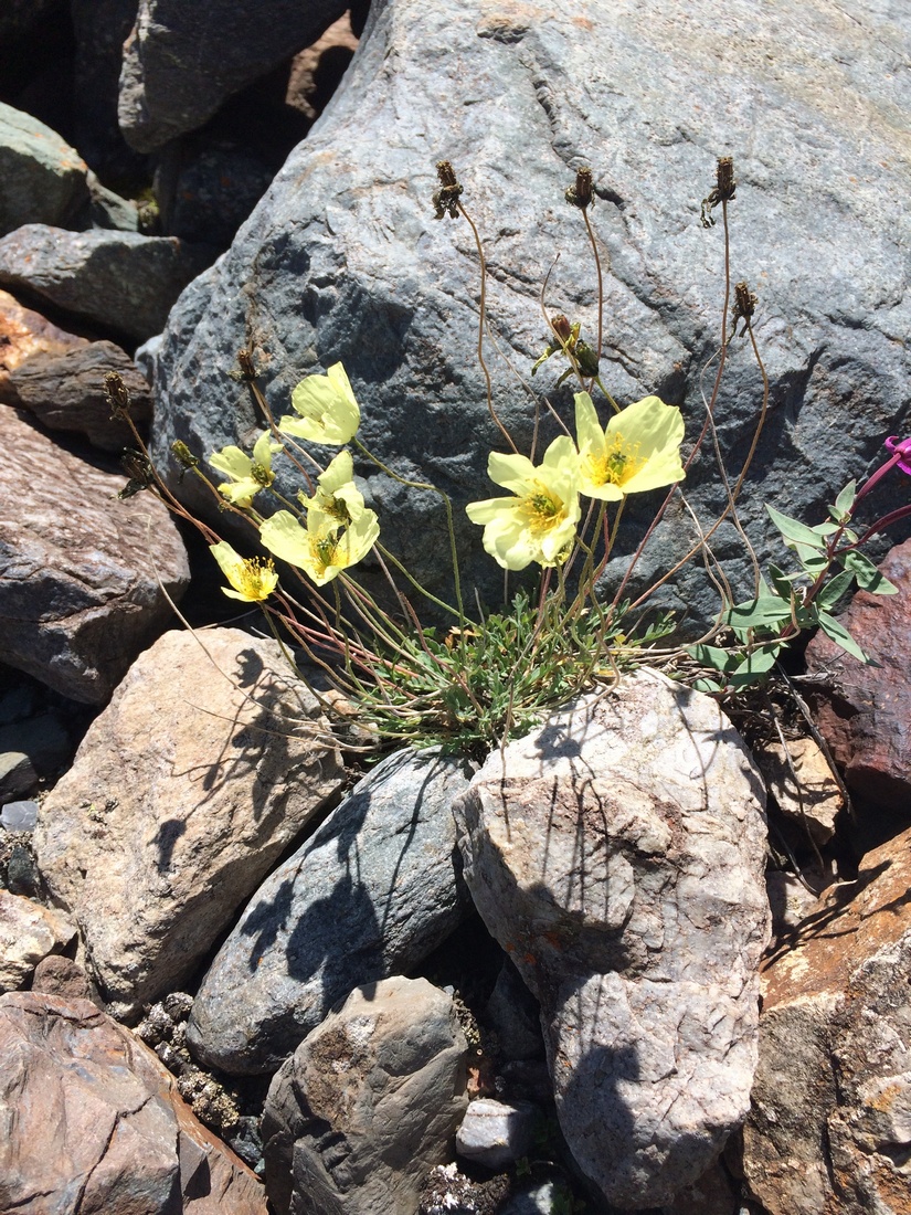 Image of Papaver pseudocanescens specimen.