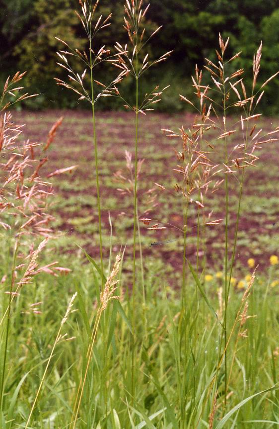 Изображение особи Bromopsis inermis.