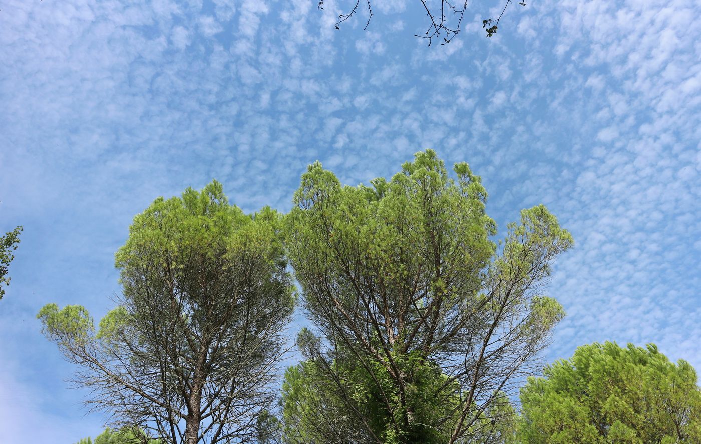 Image of Pinus pinea specimen.