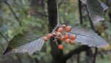 Sorbus hybrida. Верхушка плодоносящей веточки. Москва, ГБС РАН, дендрарий. 15.09.2022.