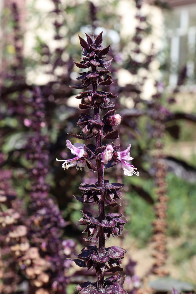 Изображение особи Ocimum basilicum.