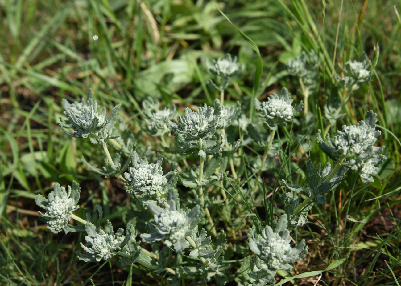 Изображение особи Teucrium capitatum.