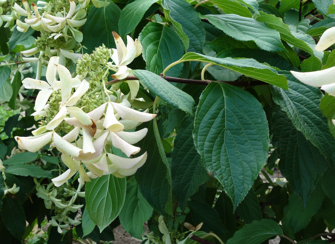 Image of genus Hydrangea specimen.