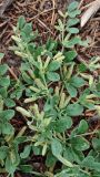 Zygophyllum obliquum
