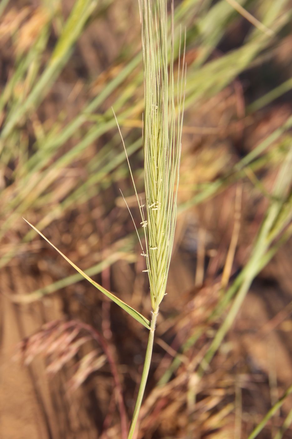 Image of Secale sylvestre specimen.