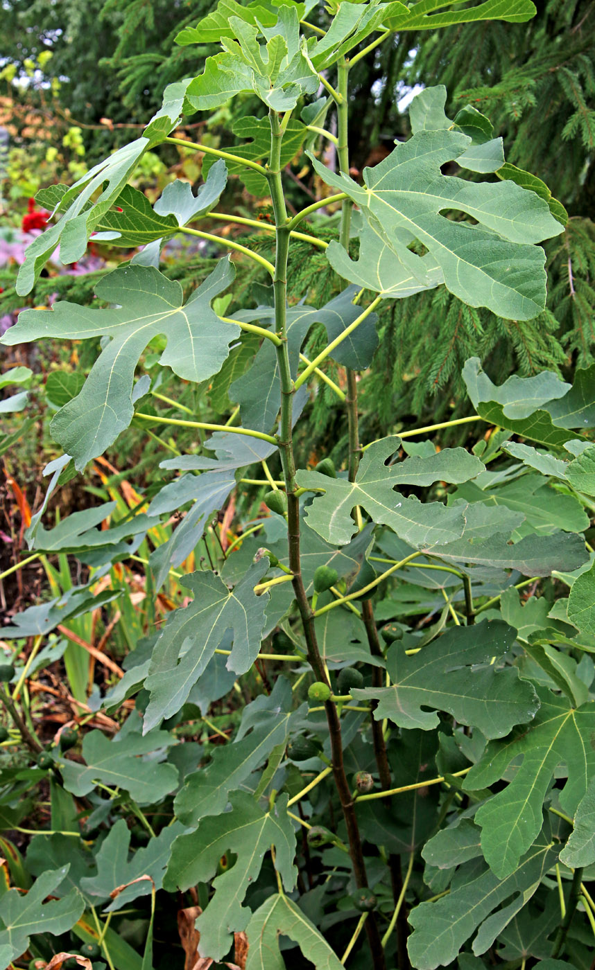 Изображение особи Ficus carica.