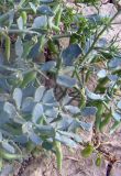 Zygophyllum latifolium