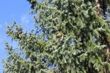 Picea koraiensis