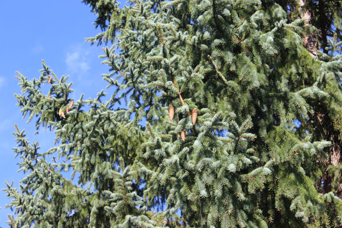 Изображение особи Picea koraiensis.