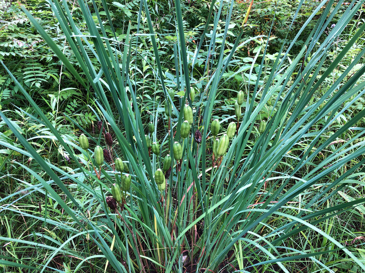 Image of Iris sanguinea specimen.