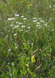 Erigeron strigosus. Верхушка цветущего растения. Владикавказ, левый берег р. Терек, пустырь. 03.07.2022.