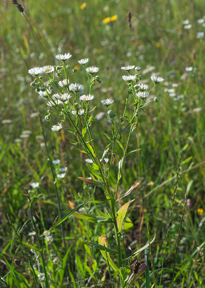 Image of Erigeron strigosus specimen.