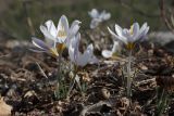 Crocus tauricus