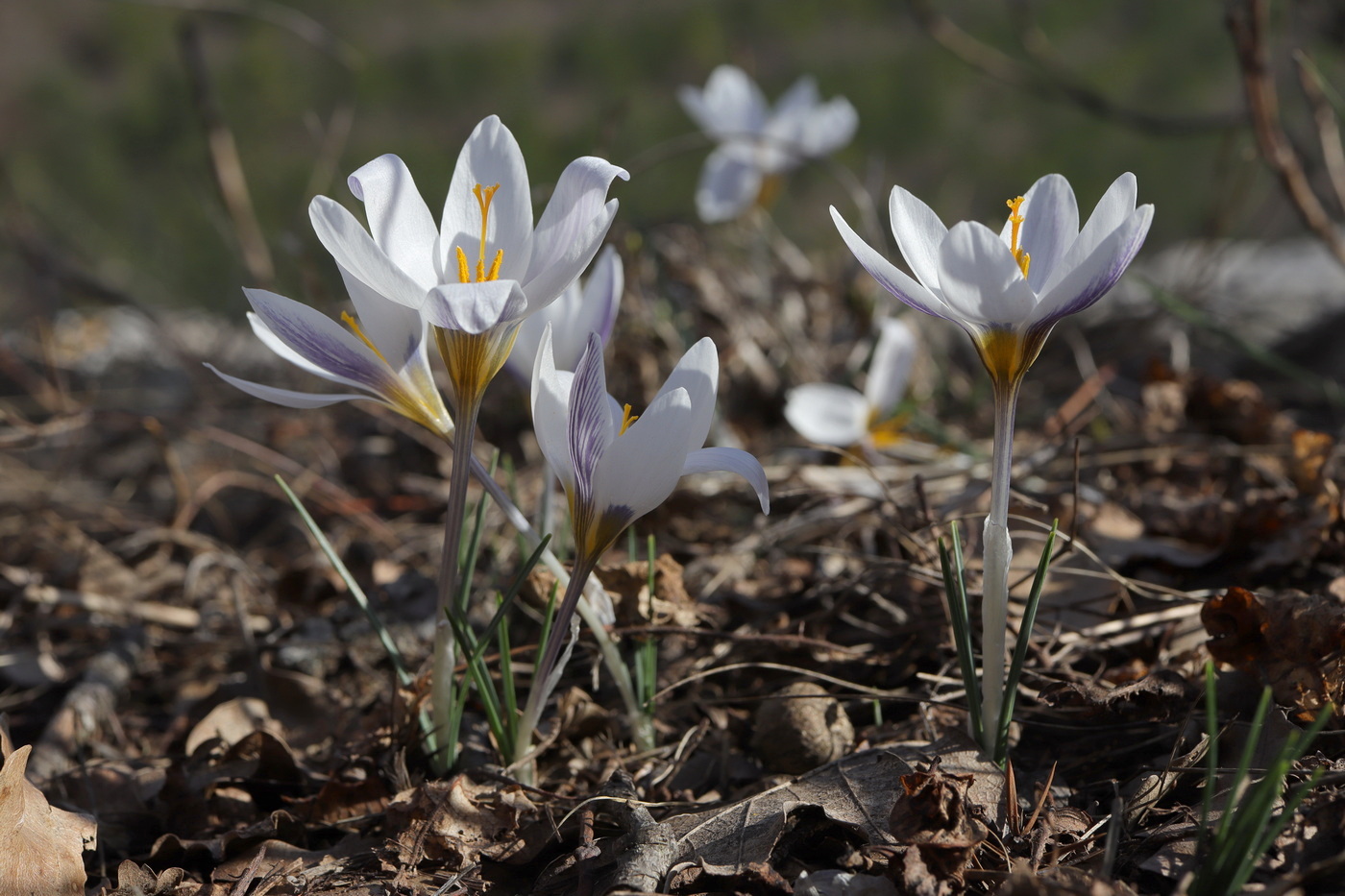 Изображение особи Crocus tauricus.