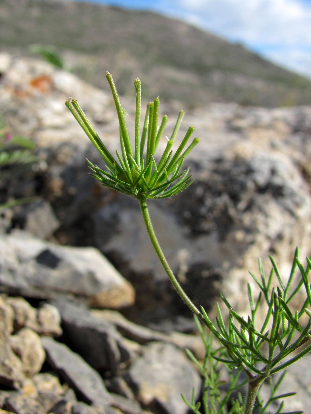 Изображение особи Scandix stellata.