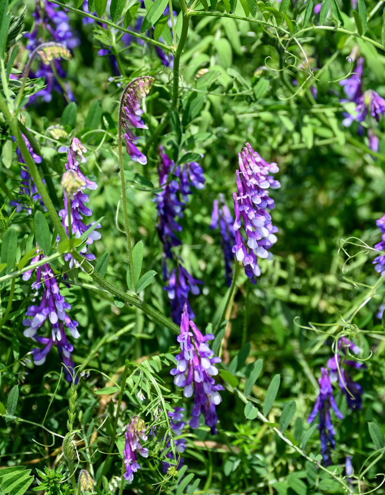 Image of Vicia villosa specimen.