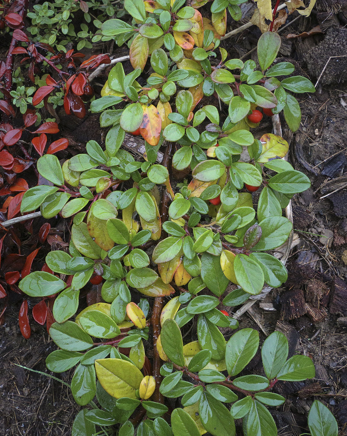 Image of genus Cotoneaster specimen.