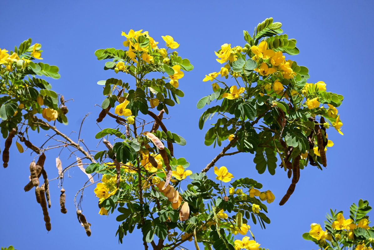 Image of Senna surattensis specimen.
