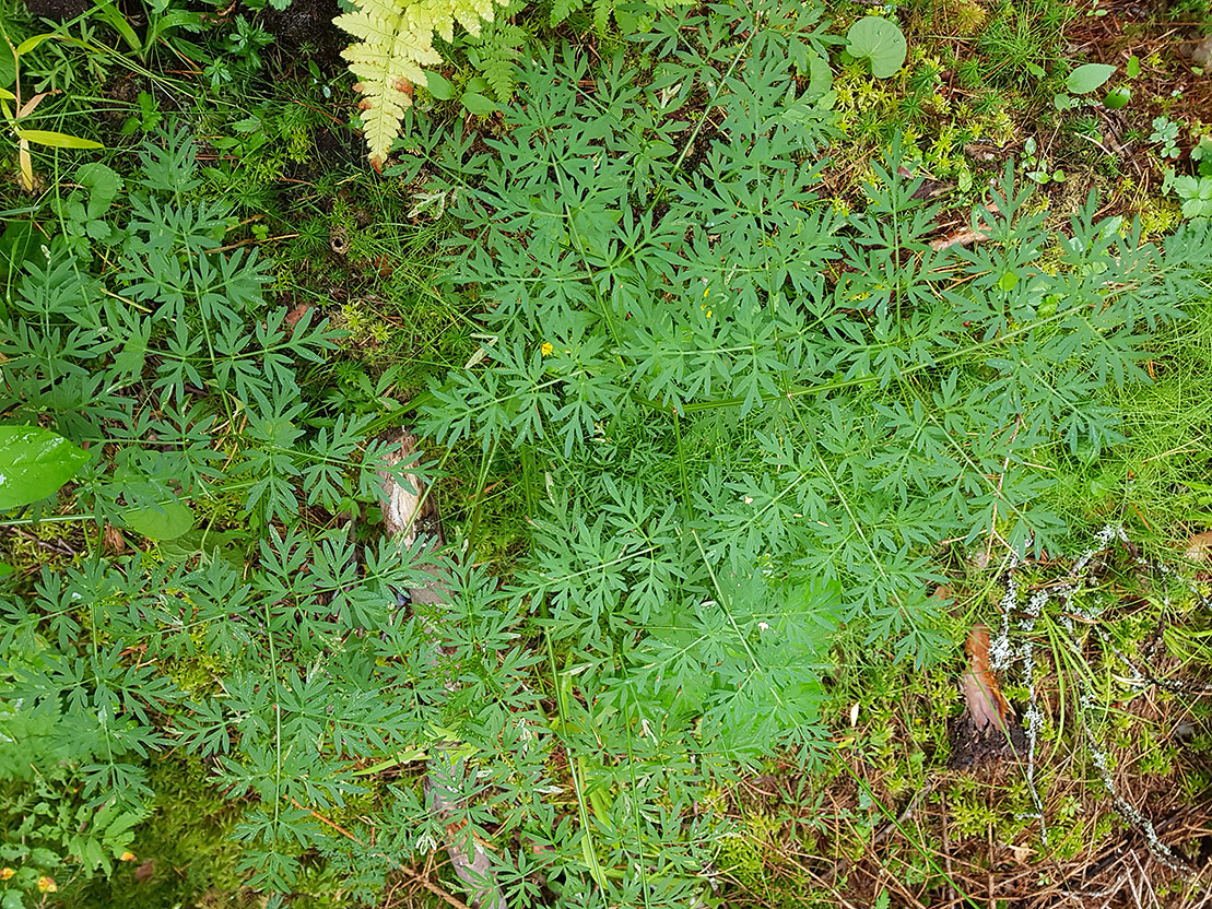 Изображение особи Thyselium palustre.