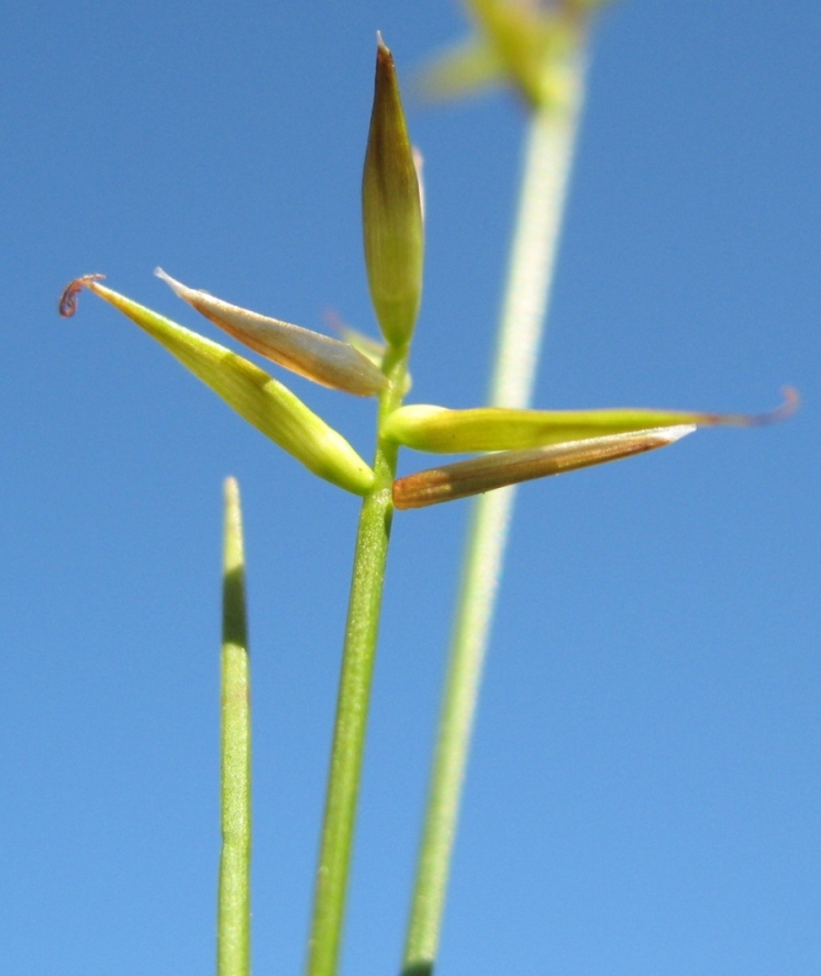 Image of Carex pauciflora specimen.