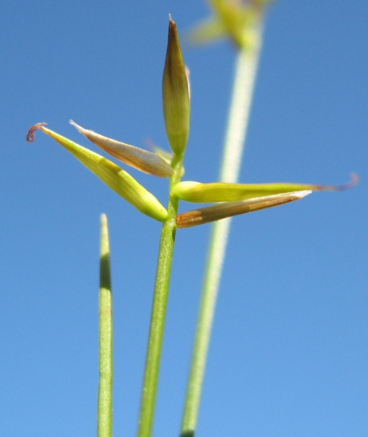 Изображение особи Carex pauciflora.