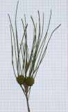 Casuarina equisetifolia