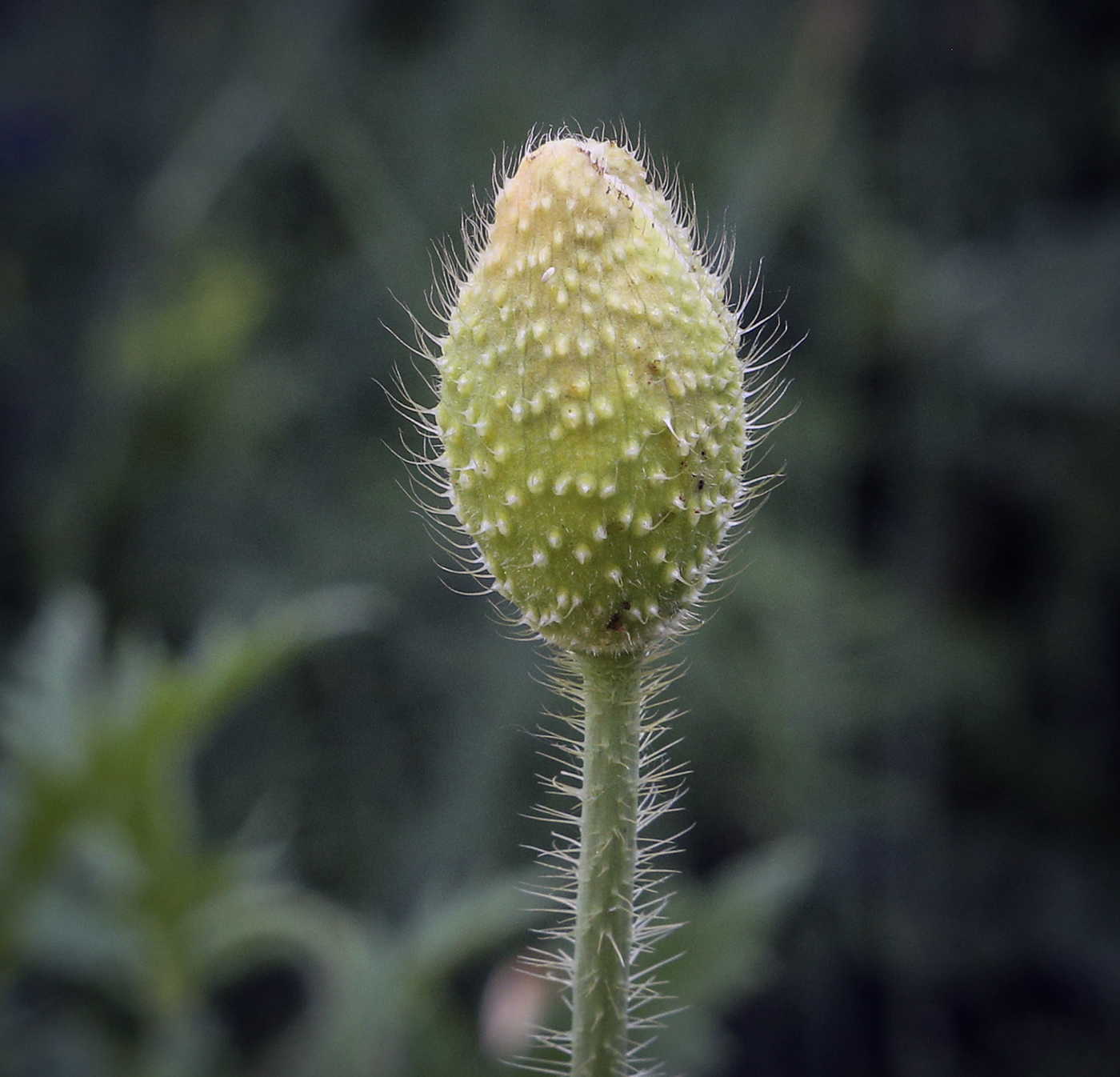 Image of genus Papaver specimen.