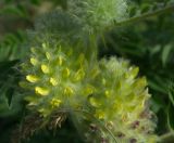 Astragalus maximus