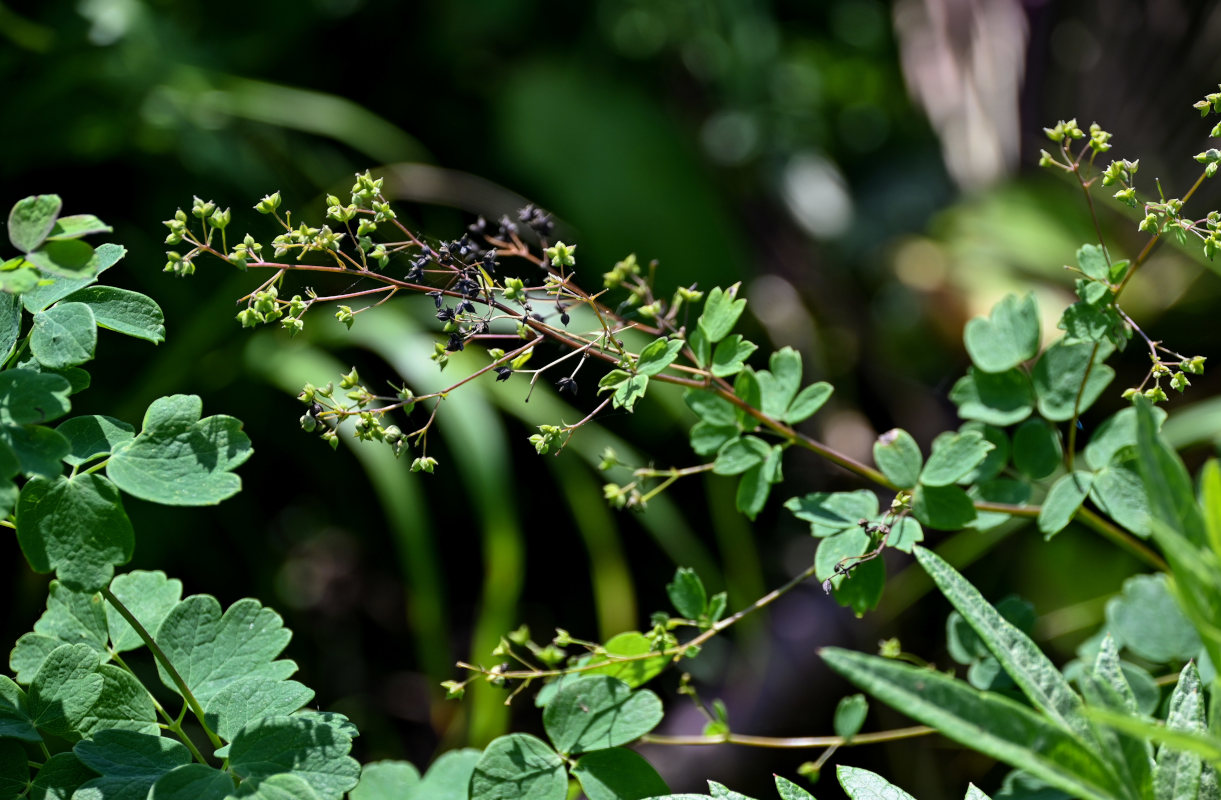 Image of Thalictrum minus specimen.