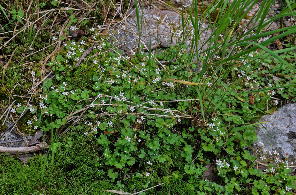 Image of Micranthes nudicaulis specimen.