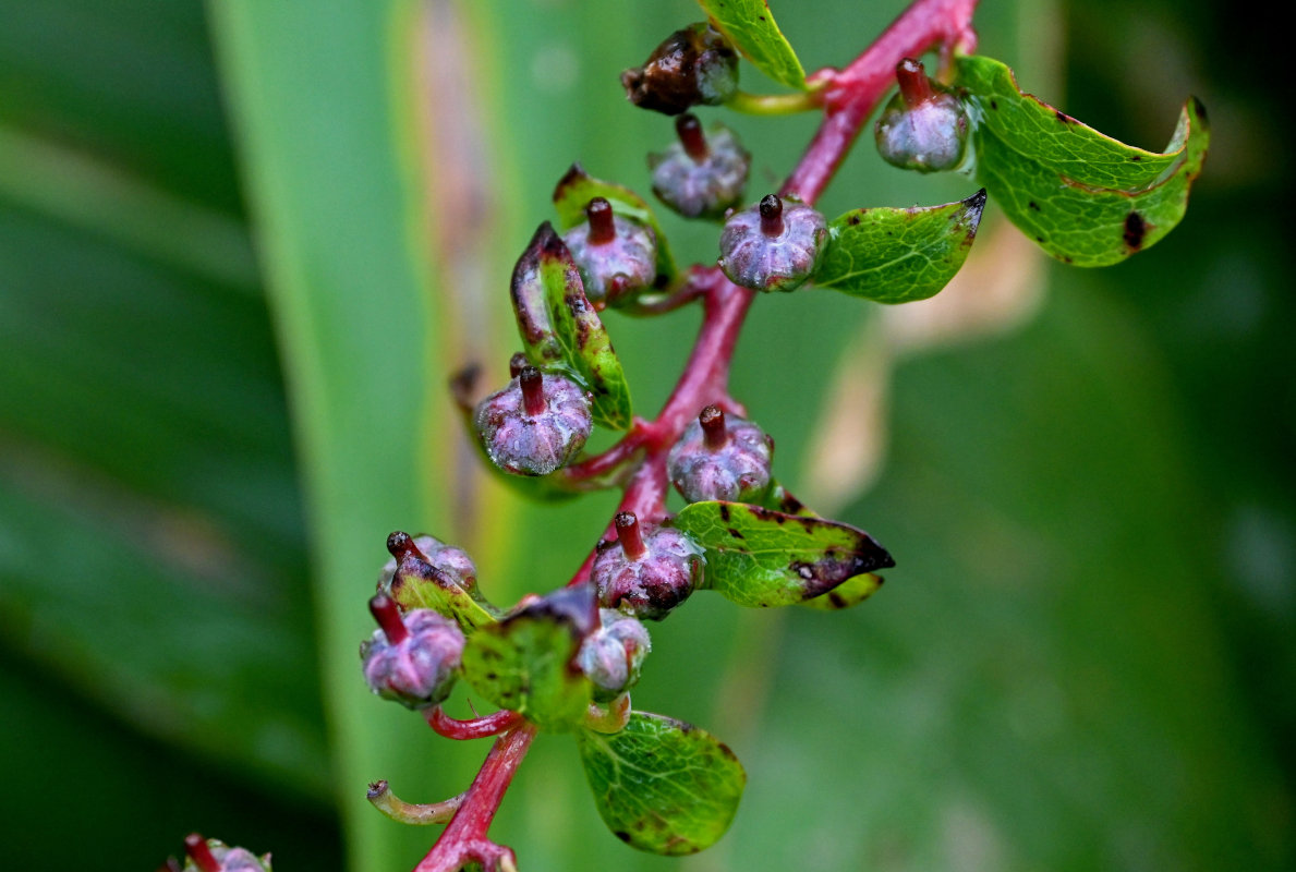 Изображение особи Eubotryoides grayana.