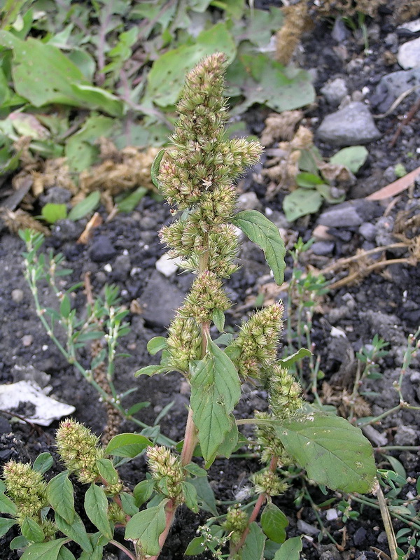 Image of Amaranthus retroflexus specimen.