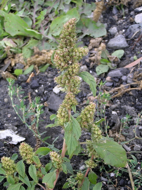 Изображение особи Amaranthus retroflexus.