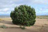 Pinus sylvestris. Молодое дерево и особь подроста с погибшей верхушкой (впереди). Ленинградская обл., окр. пос. Большая Ижора, берег Финского залива, тыльная сторона песчаного берегового вала. 15.10.2023.