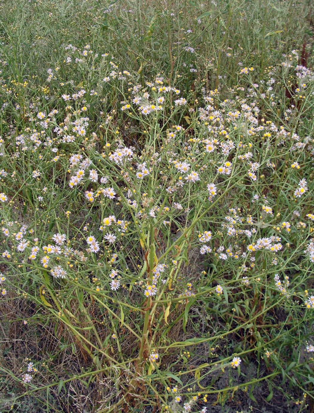 Image of Tripolium pannonicum specimen.