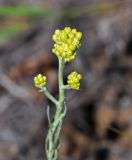 Helichrysum arenarium. Верхушка побега с распускающимися соцветиями. Оренбургская обл., Медногорский гор. округ, Блявинский карьер, песчаный участок склона. 04.07.2023.