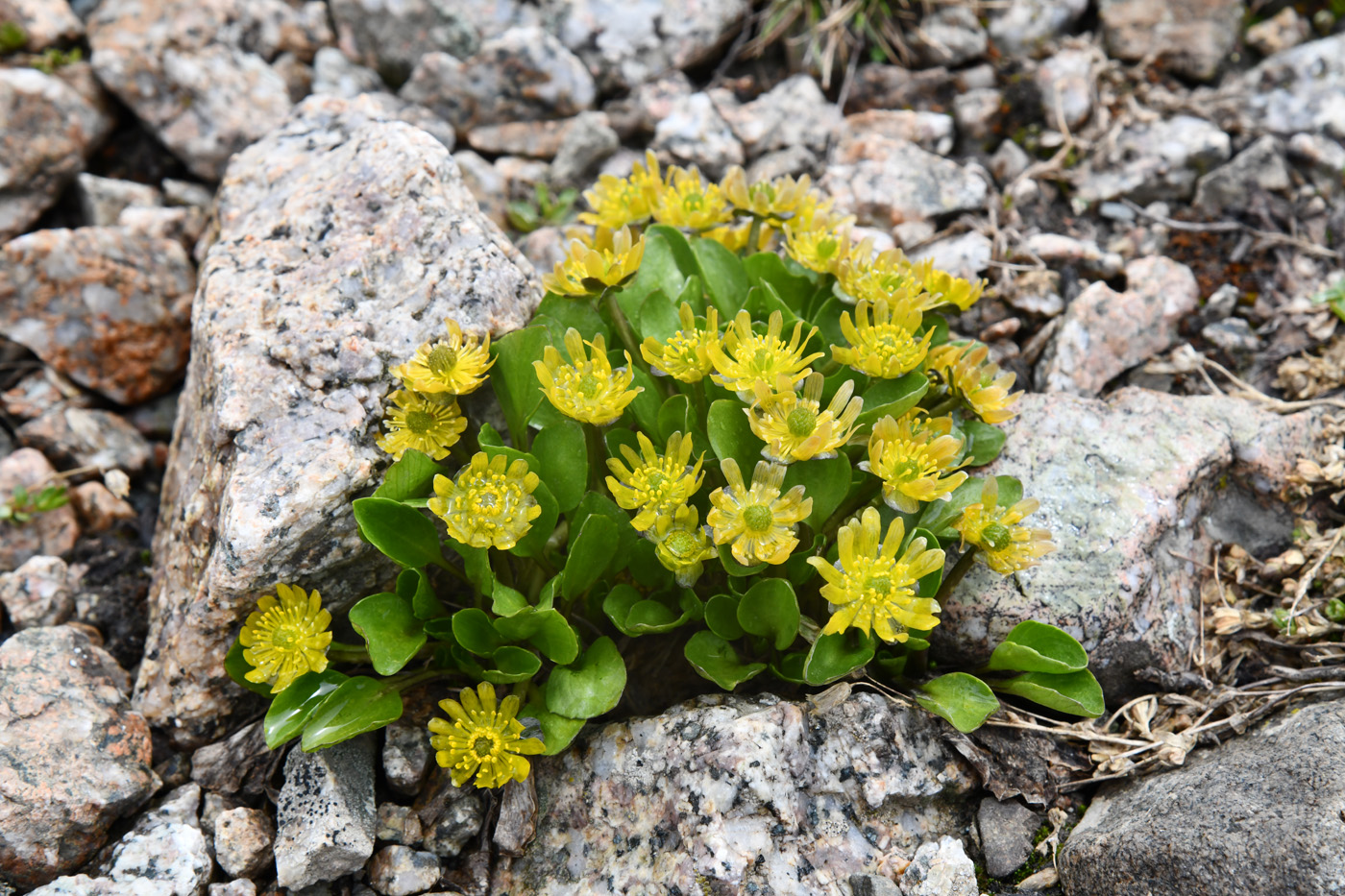 Image of Oxygraphis glacialis specimen.