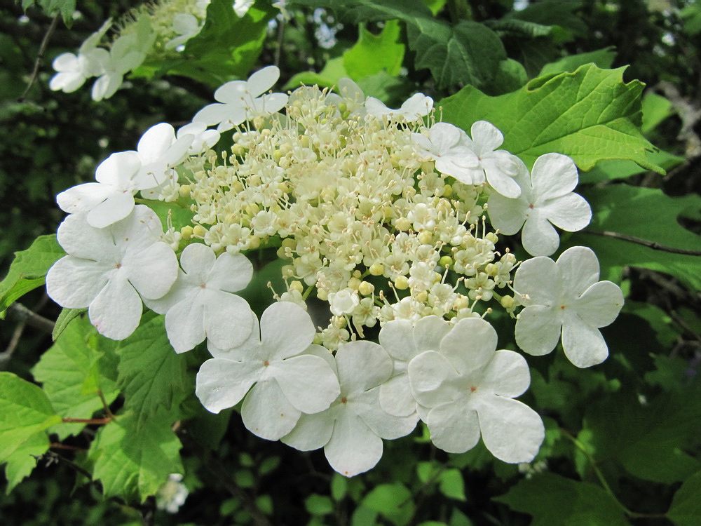 Image of Viburnum opulus specimen.