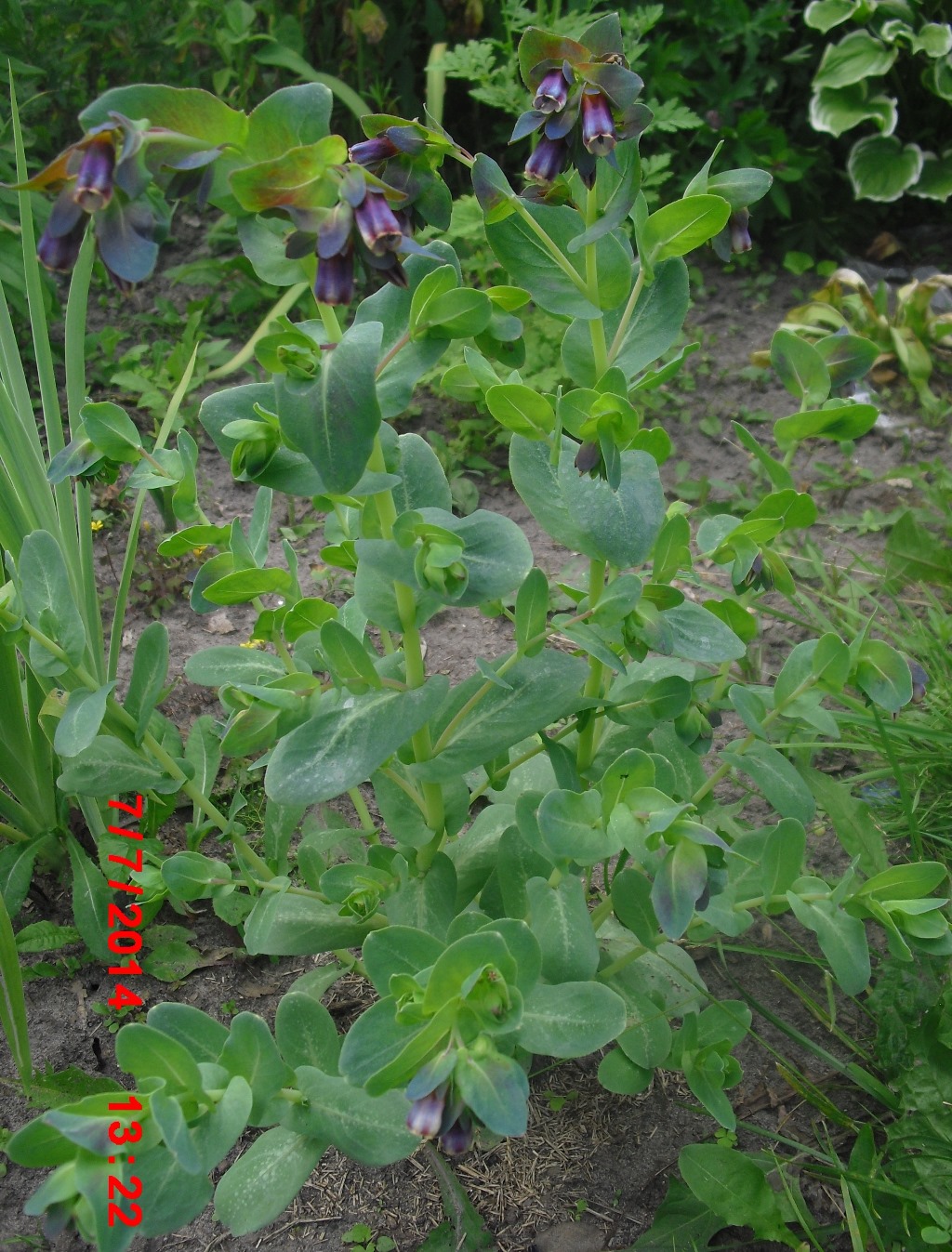 Изображение особи Cerinthe major ssp. purpurascens.