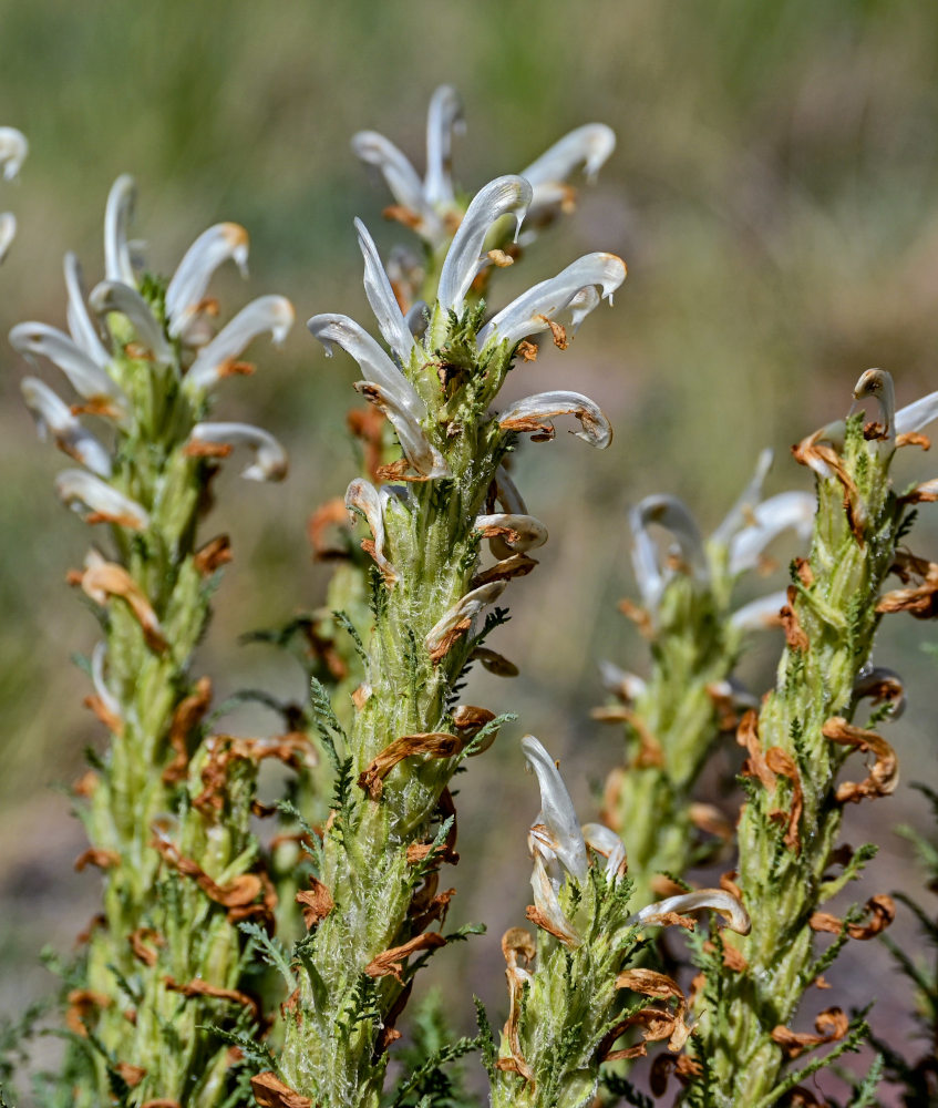 Изображение особи Pedicularis achilleifolia.