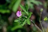 Geranium divaricatum. Верхушка побега с цветком. Армения, обл. Лори, окр. с. Лори Берд, крепость Лори Берд, ≈ 1300 м н.у.м., каменистый участок лугового склона. 24.06.2022.