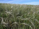 Stipa pulcherrima