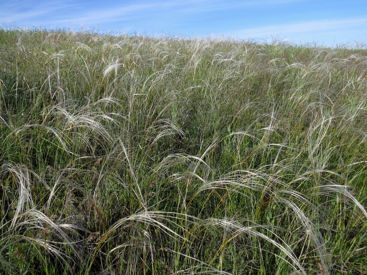 Изображение особи Stipa pulcherrima.