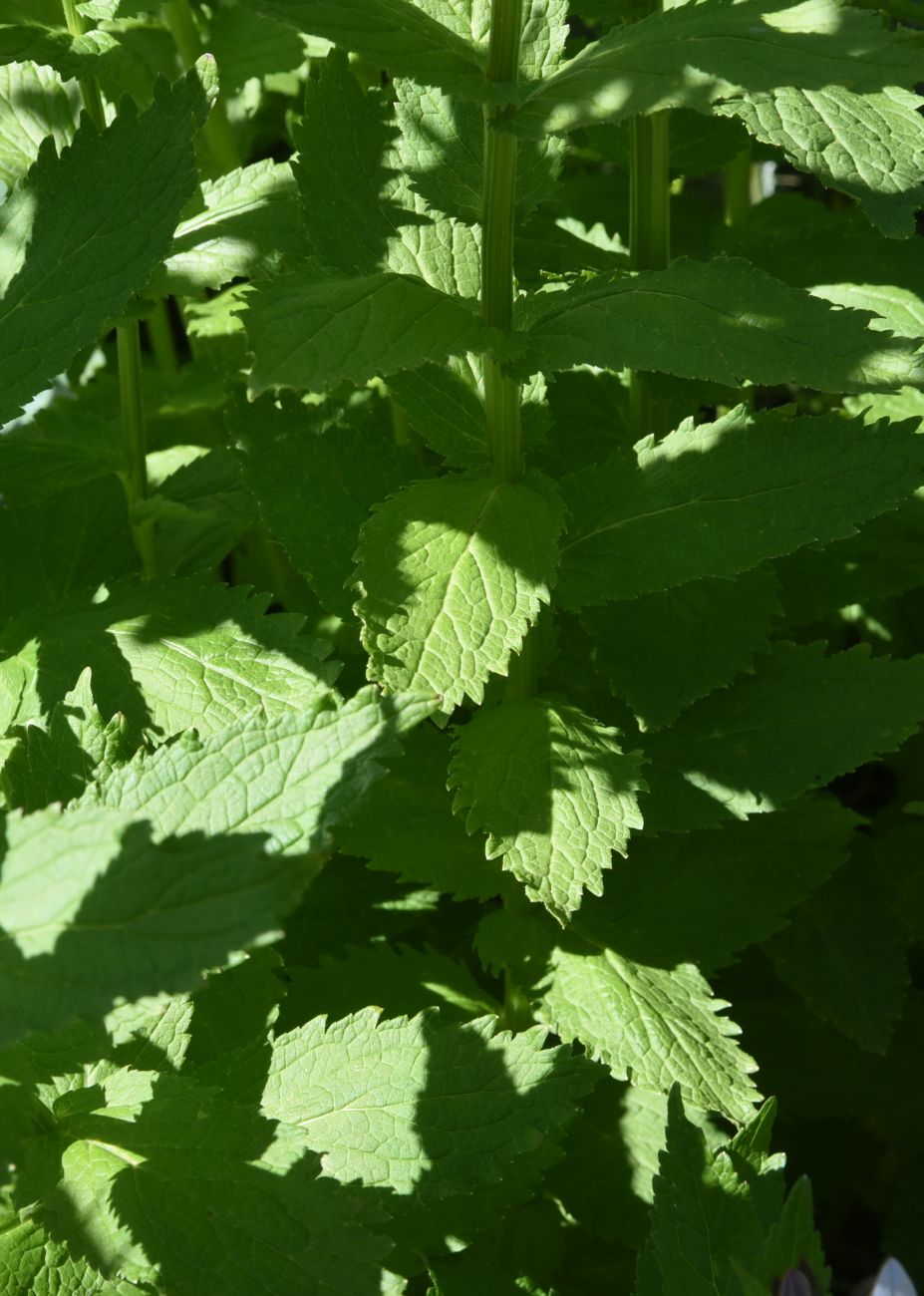 Image of Gadellia lactiflora specimen.