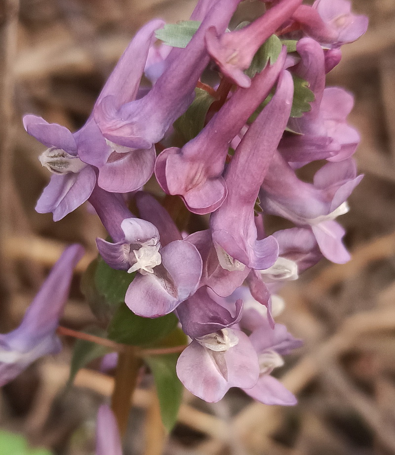 Изображение особи Corydalis solida.