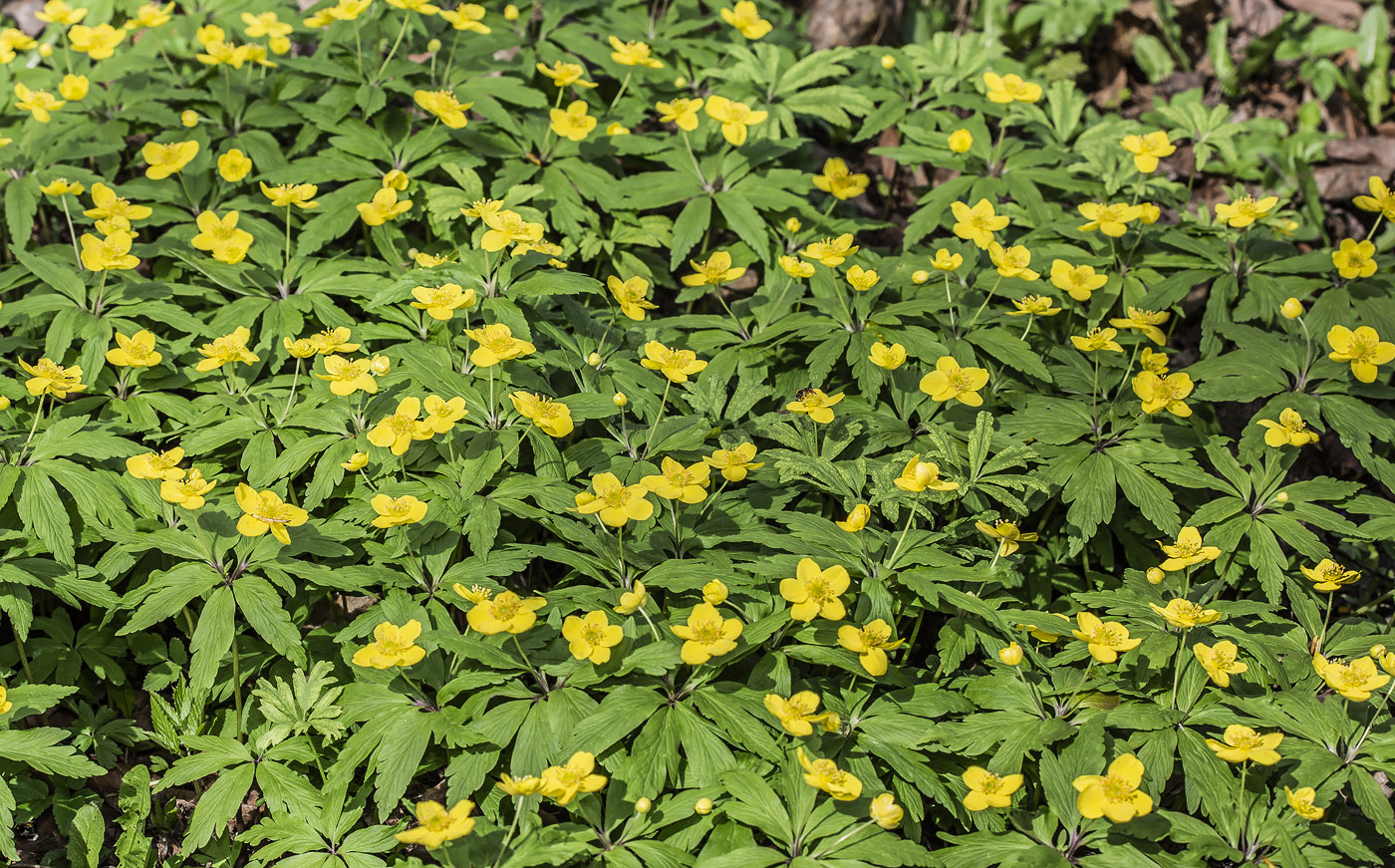 Image of Anemone ranunculoides specimen.