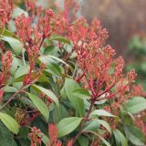 Photinia × fraseri. Верхушки побегов с бутонизирующими соцветиями. Краснодар, ул. Красная, Александровский бульвар, в озеленении. 21.03.2024.