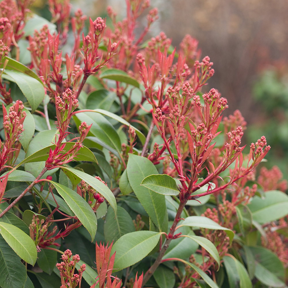 Изображение особи Photinia × fraseri.